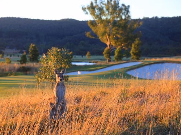Yering Cottages_golf-melbourne-eastern-kangaroo