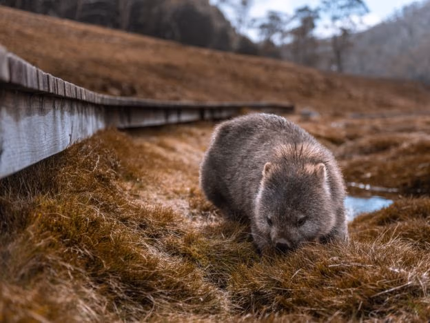 Tasmania Wombat - Cradle Mountain