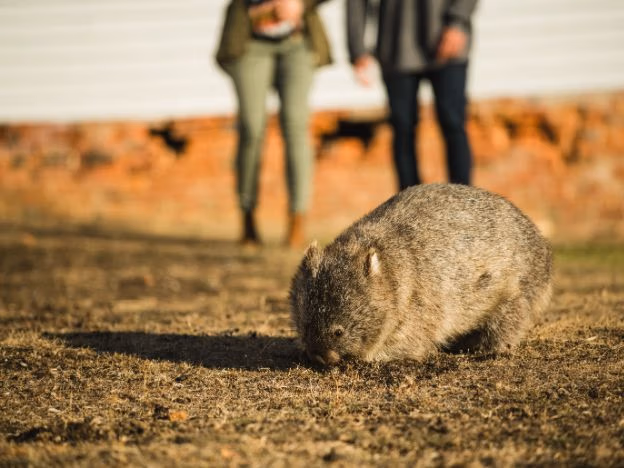 Tasmania Wombat on Maria Island