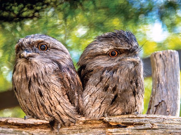 Tawny Frogmouth _Podargus strigoides_Bonorong Wildlife Park Tasmania credit Poon Wai Nang