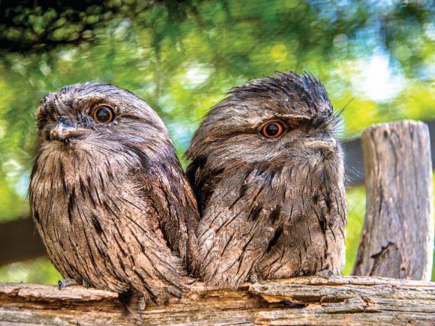 Tawny Frogmouth _Podargus strigoides_Bonorong Wildlife Park Tasmania credit Poon Wai Nang