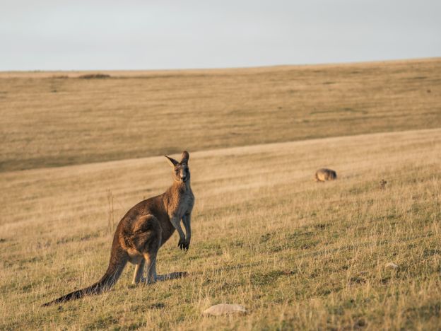 The Maria Island Walk-kangeroo