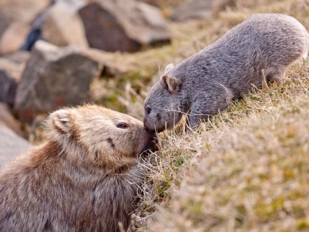 The_Maria_Island_Walk_Ben Brown baby Wombat