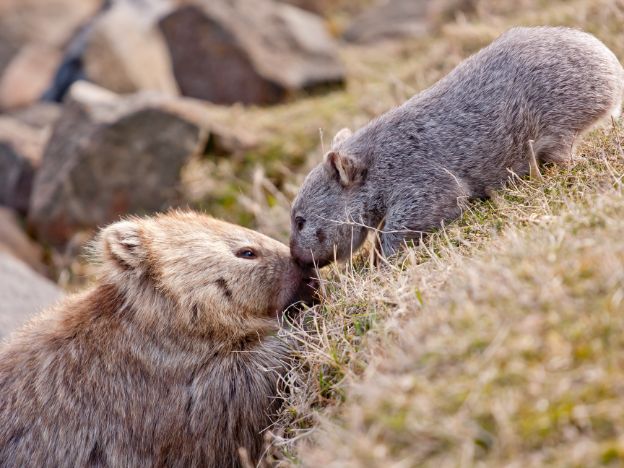 The_Maria_Island_Walk_Ben Brown baby Wombat