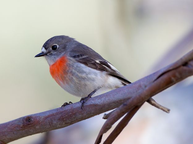 The_Maria_Island_Walk_Scarlet Robin (Female) (Petroica boodang)