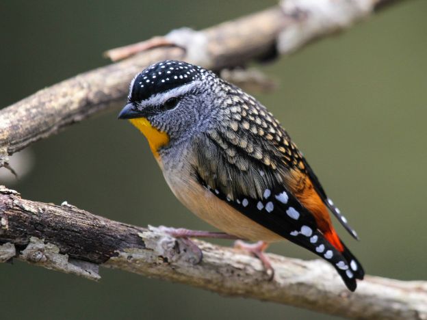 The_Maria_Island_Walk_Spotted Pardalote(Pardalotus punctatus) by Col and Kath Griffiths