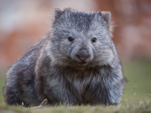 wombat The_Maria_Island_Walk_