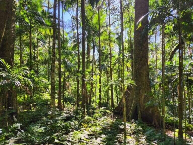 Scenic Rim Queensland Australia walking trail