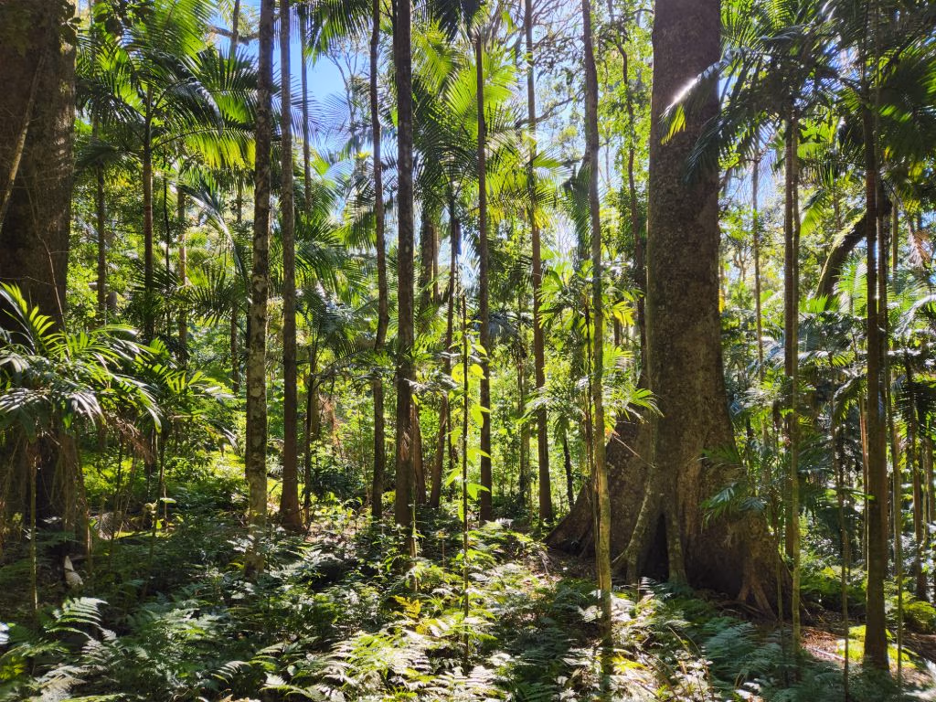 Scenic Rim Queensland Australia walking trail