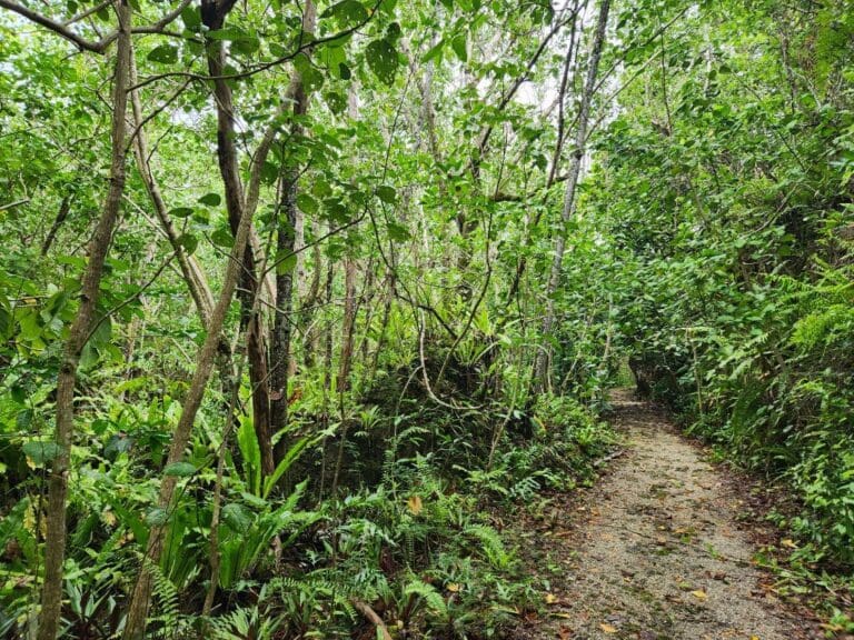 Niue (12)